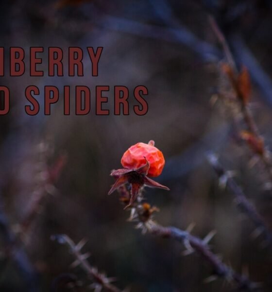 Cranberry Field Spiders